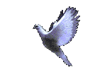 Colombe